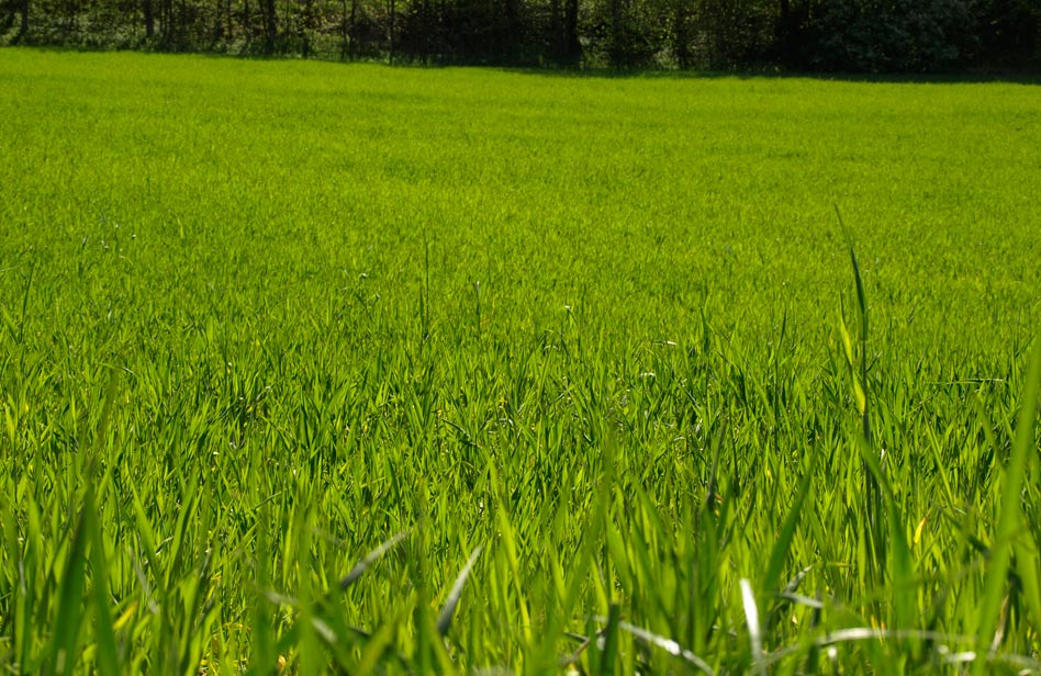 Comment avoir une belle pelouse ?