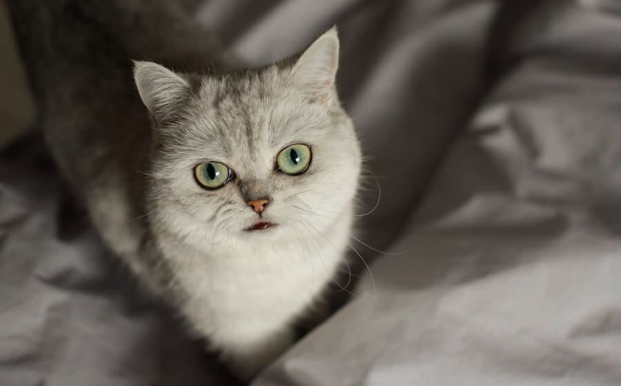 Comment aménager votre maison pour que votre chat s&rsquo;y sente bien ?